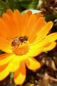 Calendula. Photo: Jasmine Kabuya Racine